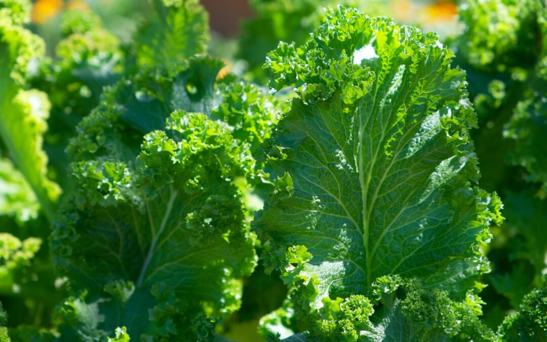 New Recipe! Kale and Fig Salad