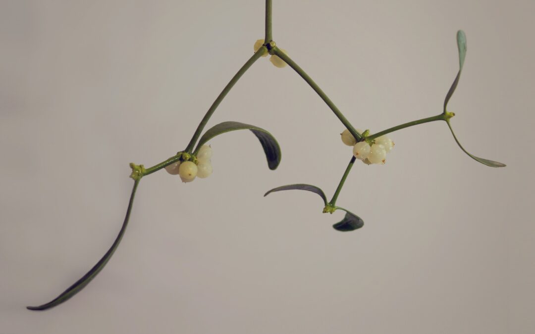 An Introduction to Mistletoe Therapy