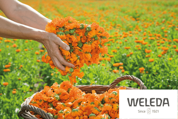 Webinar 23: Calendula – with Weleda