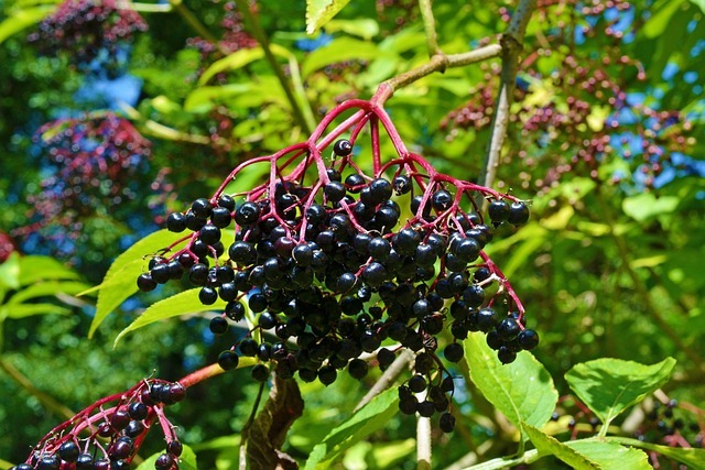 BMC: Elderberry for prevention and treatment of viral respiratory illnesses: a systematic review
