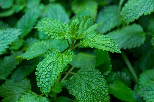 Nutrients: Anti-Stress Effects of Lemon Balm-Containing Foods