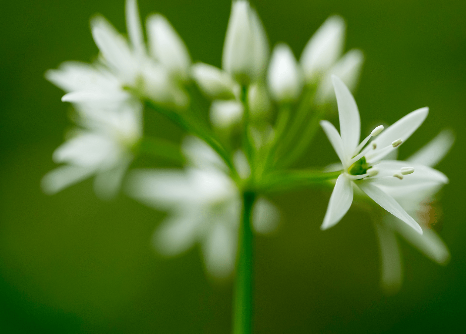 Pickled Wild Garlic Flowers & Buds