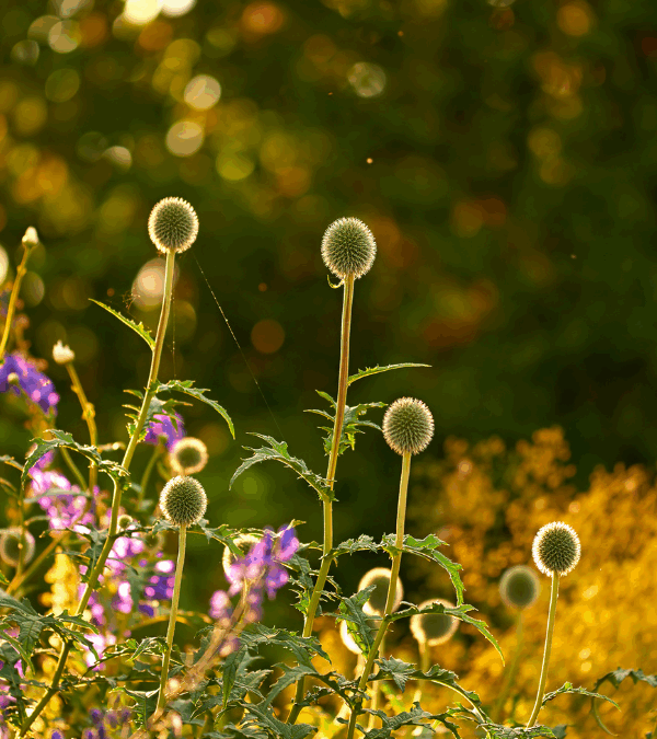 The Power of Ritual: Creating Daily Practices for Inner Peace