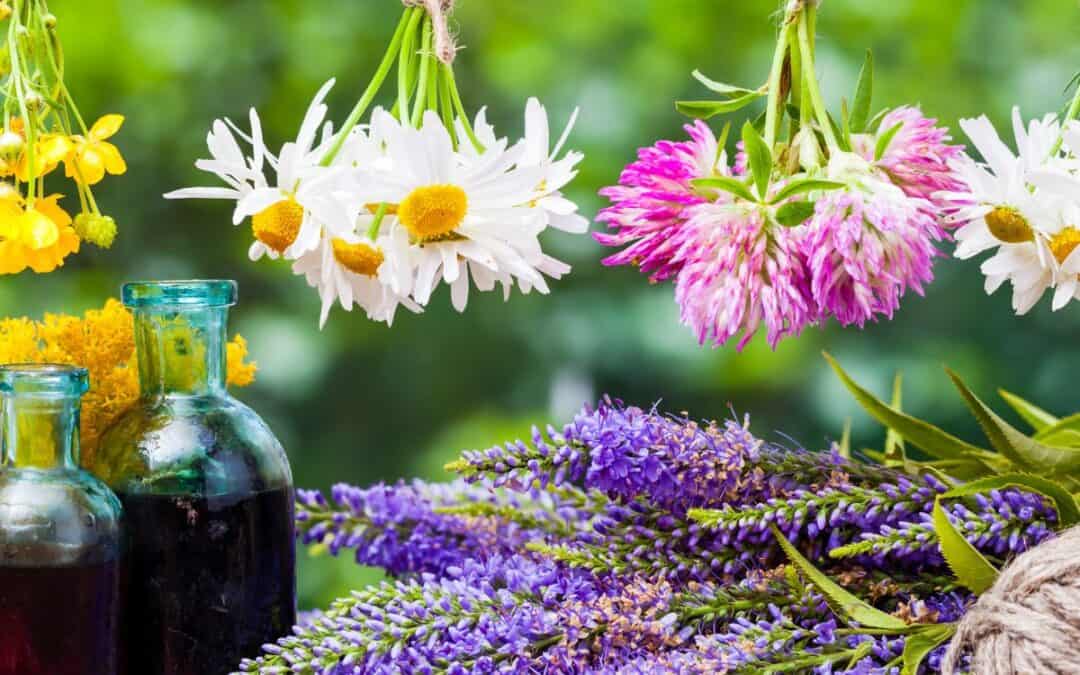 The Healing Power of Herbs: A Guide to Women’s Hormonal Health