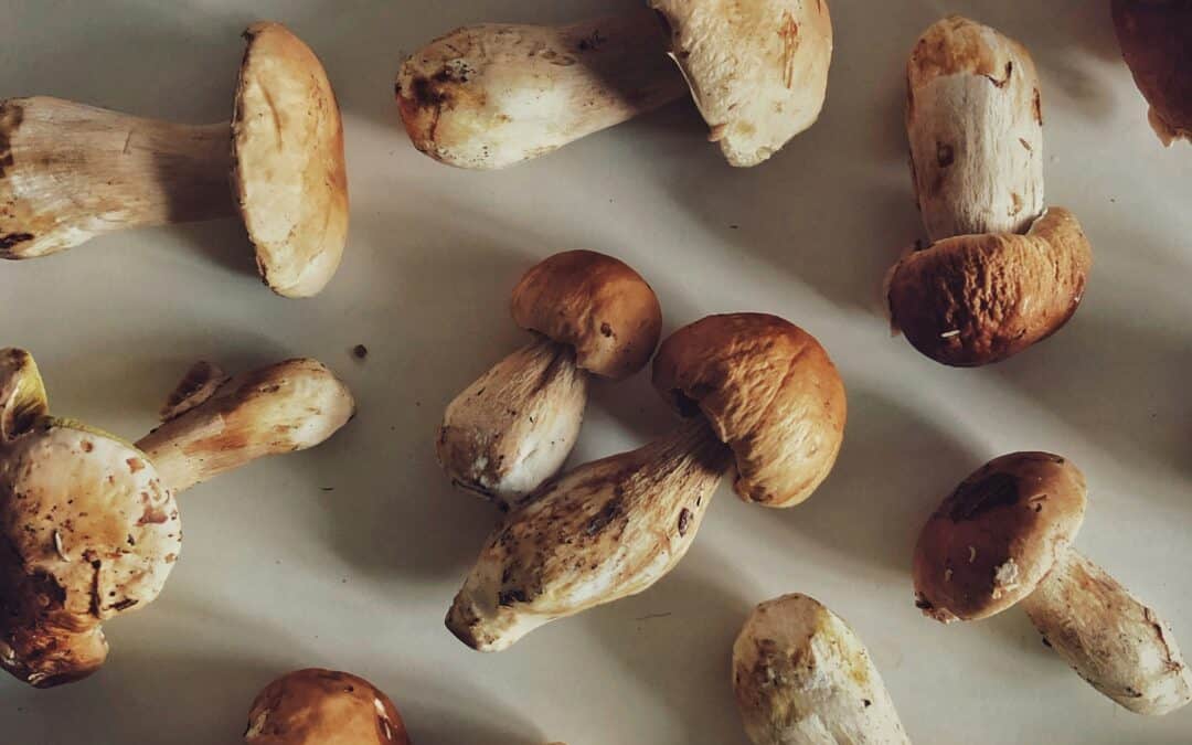 shiitake mushrooms